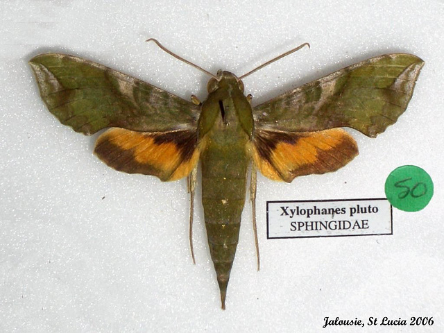 SL50J Xylophanes pluto (Pluto Sphinx) Set Male