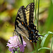 Tiger swallowtail (female)