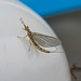 Mayfly