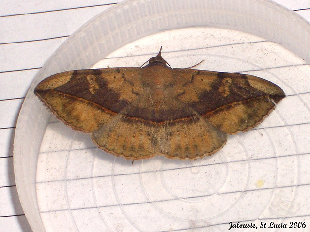 SL54J Anticarsia gemmatalis (Velvetbean Caterpillar Moth)