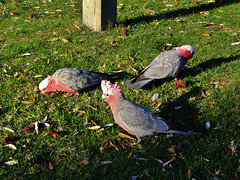 Tidal River galahs