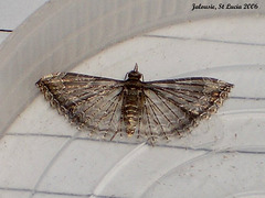 SL56J Alucita eudactyla