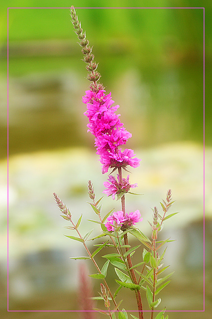 Something Pink For Tuesday - A Flower