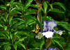 Tiger Swallowtail on an Iris