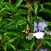 Tiger Swallowtail on an Iris