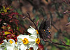 Tiger Swallowtail (Dark Form Female)