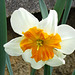 Papillon Daffodil