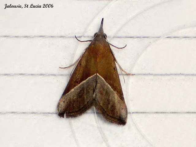 SL65J Hypena lividalis