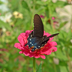 Pipevine Swallowtail #1