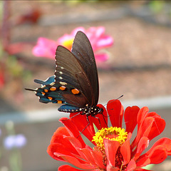 Pipevine Swallowtail #2