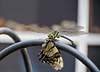 Dragonfly eating a butterfly