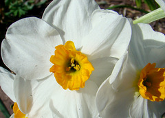 Daffodil