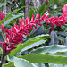 St. Lucia Botanical Gardens (7) - 11 March 2014