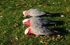 Tidal River galahs