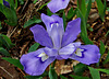 Dwarf Crested Iris