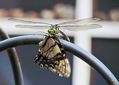 Dragonfly eating a butterfly