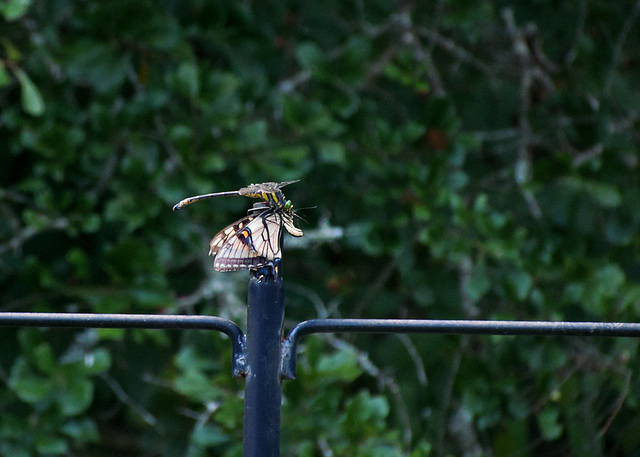 Another predator on the feeder