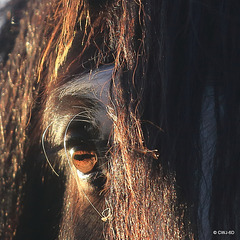 The eyes have it...horses' eyes are the largest of any land mammal.