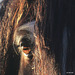 The eyes have it...horses' eyes are the largest of any land mammal.
