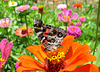 American Lady  on Zinnia