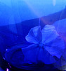 Waterlily? ;)