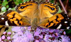 American Lady - Sipping Nectar