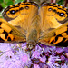 American Lady - Sipping Nectar