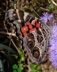 American Lady - Underside