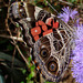 American Lady - Underside