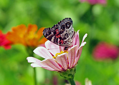 American Lady Butterfly