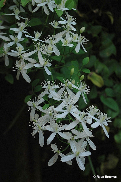 20100704-0249 Clematis flammula L.