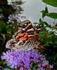 American Lady Butterfly