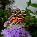 American Lady Butterfly