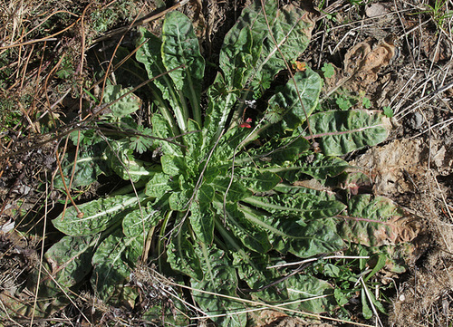 Oenothera