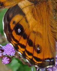 American Lady Wing Detail