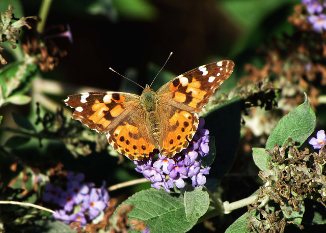 Painted Lady Butterfly