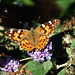 Painted Lady Butterfly