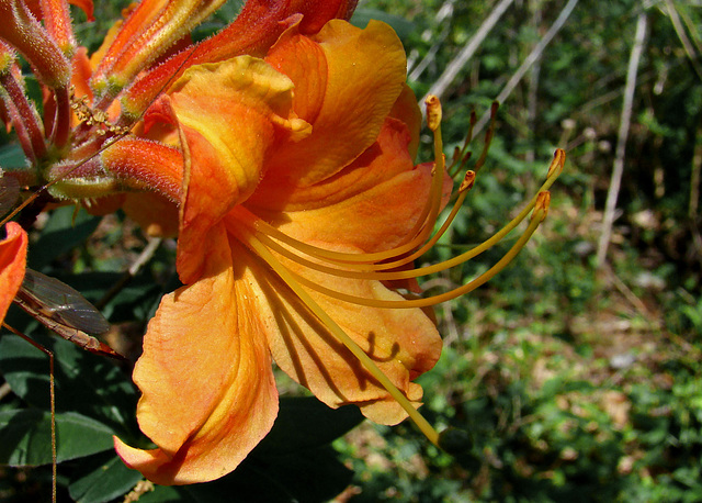 Deciduos Azalea