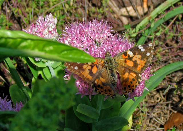 Painted Lady