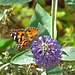 Painted Lady Butterfly