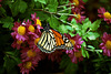 Monarch Butterfly