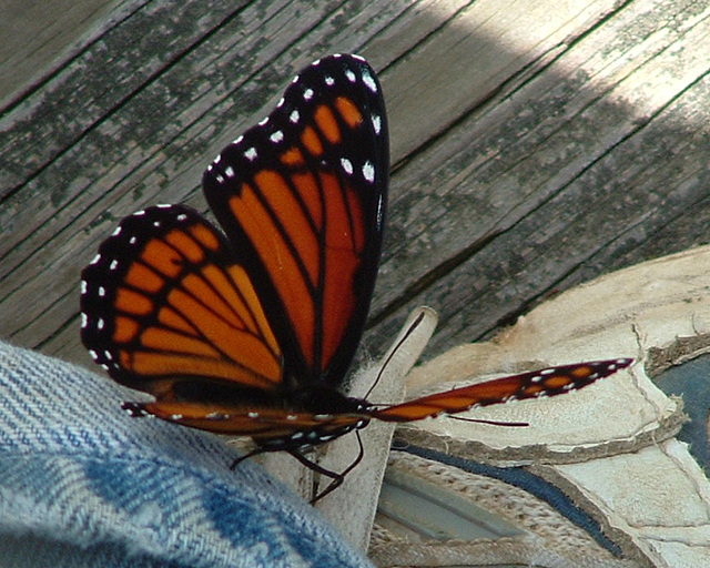 Viceroy butterfly