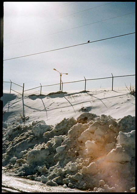 Flare, crow, fence, snow