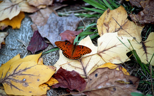 Butterfly amid leaves