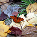 Butterfly amid leaves
