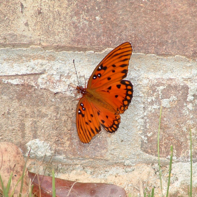 Gulf Fritillary