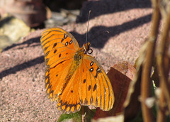 Gulf fritillary