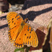 Gulf fritillary