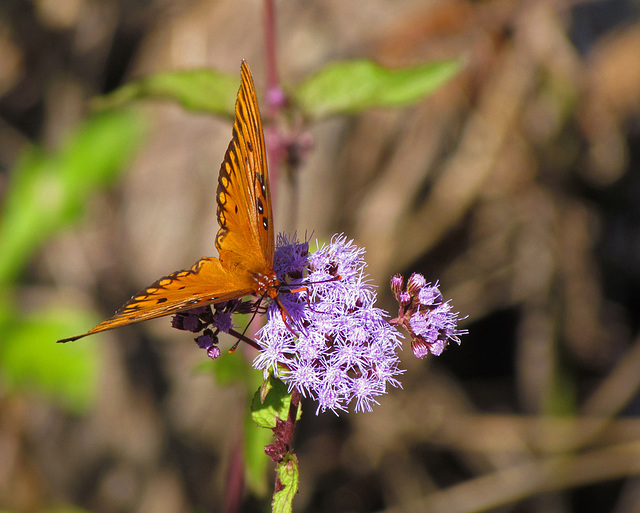 Gulf Fritillary on Wild Ageratum