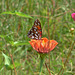 Gulf Fritillary - Underside